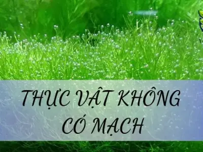Thực vật không có mạch là gì? Cấu tạo và chức năng của chúng