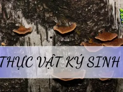 Thực vật ký sinh - Khái niệm, đặc điểm và vai trò trong sinh học