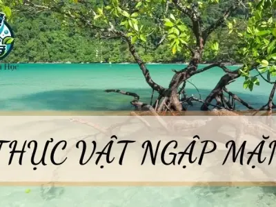 Thực vật ngập mặn - Đặc điểm cấu tạo và vai trò trong sinh học