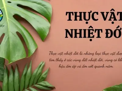 Thực vật nhiệt đới - Đặc điểm và cấu tạo trong sinh học 