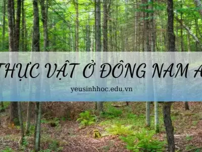 Thực vật chủ yếu ở Đông Nam Á