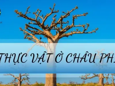 Thực vật ở Châu Phi - Đặc điểm và vai trò trong hệ sinh thái trái đất