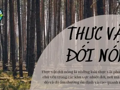 Thực vật ở đới nóng là gì? Vai trò của chúng trong hệ sinh thái