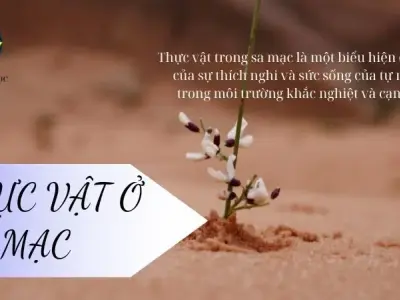 Thực vật ở sa mạc - Đặc điểm và môi trường sống trong hệ sinh thái