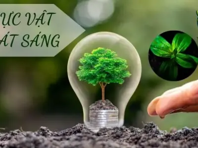 Bí ẩn về thực vật phát sáng: Đặc điểm và vai trò trong sinh học