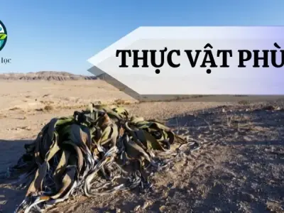 Thực vật phù du là gì? Đặc điểm, cấu tạo và vai trò của thực vật phù du