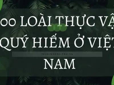 Danh sách 300 loài thực vật quý hiếm ở Việt Nam 