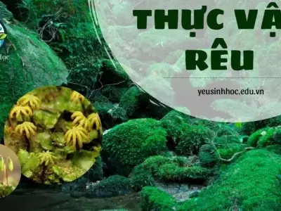 Thực vật rêu là gì? Vai trò của thực vật rêu trong đời sống xã hội