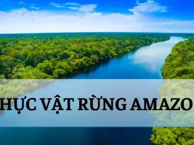 Thực vật rừng amazon - Đặc điểm và vai trò trong hệ sinh thái