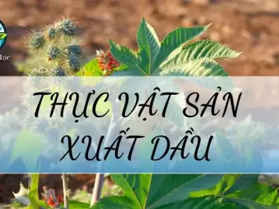 Thực vật sản xuất dầu là gì? Những loại thực vật lấy dầu có năng xuất cao