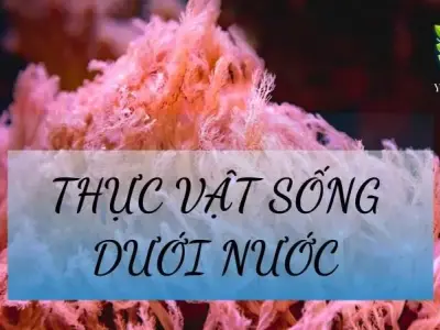 Thực vật sống dưới nước là gì? Cấu trúc và vai trò của thực vật sống dưới nước 