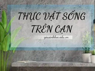 Thực vật sống trên cạn - Đặc điểm và tầm quan trọng trong hệ sinh thái