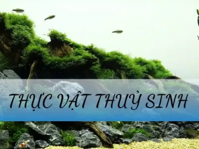 Thực vật thủy sinh - Khái niệm, đặc điểm sinh trưởng trong hệ sinh thái 
