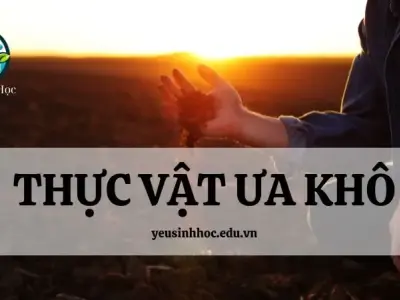 Thực vật ưa khô là gì? Tìm hiểu về đặc điểm, vai trò và sự thích nghi của chúng