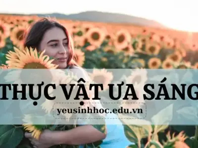 Thực vật ưa sáng là gì? Đặc điểm chung của chúng trong hệ sinh thái