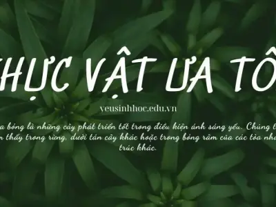 Thực vật ưa tối là gì? Đặc điểm và vai trò trong sinh học