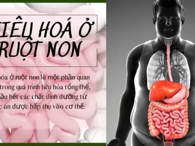 Tiêu hoá ở ruột non diễn ra như thế nào?