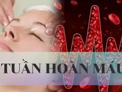 Tuần hoàn máu là gì? Cấu tạo và chức năng của hệ tuần hoàn máu