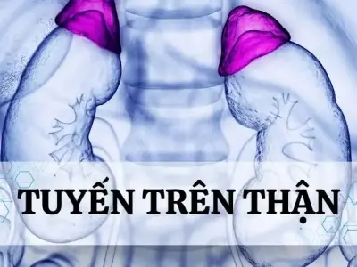 Tuyến trên thận là gì? Cấu tạo và chức năng đối với cơ thể người