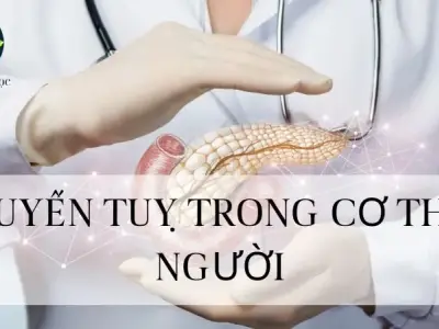 Tuyến tụy - Khái niệm, cấu trúc và chức năng đối với cơ thể người