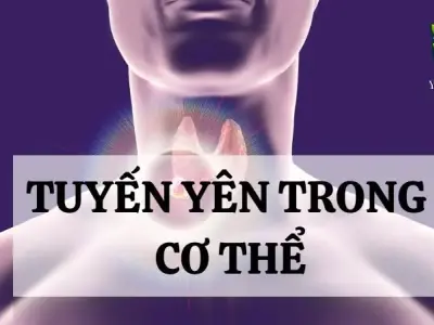 Tuyến yên là gì? Cấu tạo và chức năng trong cơ thể người