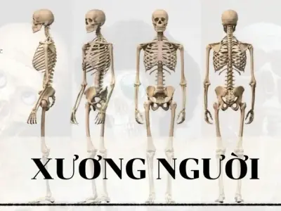 Xương người - Khái niệm, cấu tạo và chức năng 