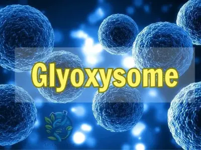Bí mật về Glyoxysome - Chức năng và vai trò quan trọng