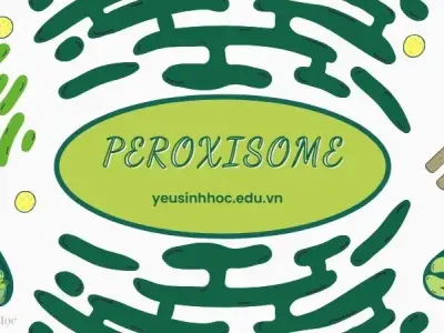 Peroxisome - Bào quan bí ẩn với vai trò quan trọng trong tế bào