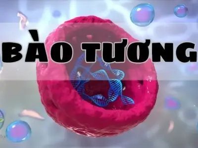 Bào tương - Định nghĩa, chức năng và vai trò trong tế bào