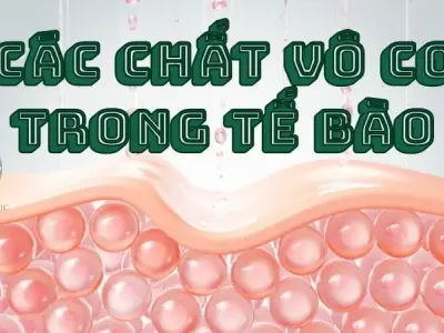  Tìm hiểu về các chất vô cơ trong tế bào