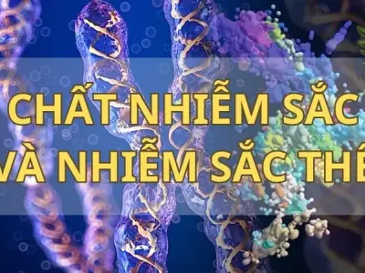 Chất nhiễm sắc và nhiễm sắc thể - Chìa khóa cho sự đa dạng của sinh vật