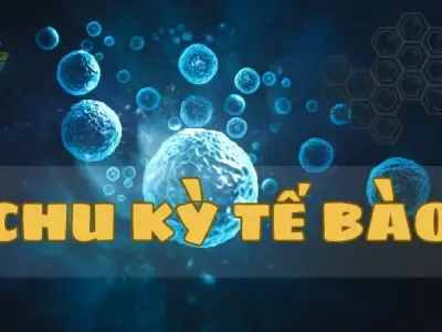 Chu kỳ tế bào - Giải mã bí ẩn sự phân chia và phát triển của tế bào
