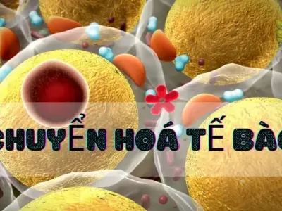 Giải mã bí ẩn về chuyển hóa tế bào