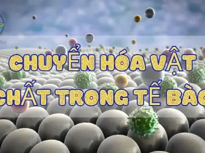 Tìm hiểu về chuyển hoá vật chất trong tế bào