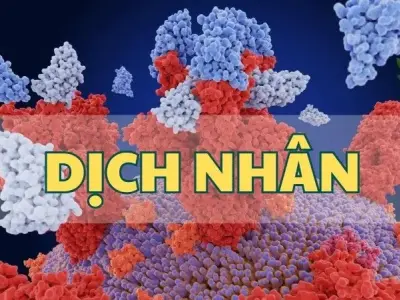 Dịch nhân - Vai trò và tầm quan trọng trong hoạt động của tế bào
