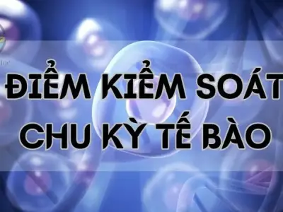 Điểm kiểm soát chu kỳ tế bào - Cơ chế và tầm quan trọng trong tế bào