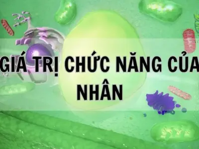 Giá trị chức năng của nhân tế bào