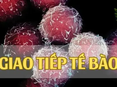 Giao tiếp tế bào là gì? Vai trò và tầm quan trọng của giao tiếp tế bào