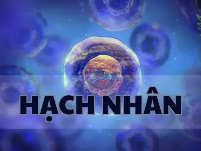 Hạch nhân là gì? Cấu trúc và chức năng của hạch nhân trong tế bào