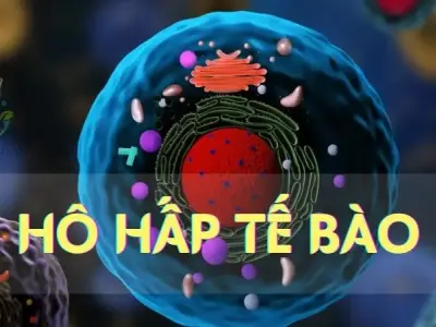 Hô hấp tế bào - Khái niệm,cấu trúc và chức năng sinh học