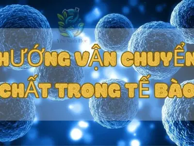 Khám phá về hướng vận chuyển chất trong tế bào