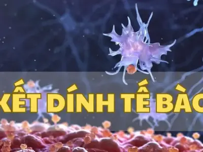 Kết dính tế bào là gì? Vai trò và tầm quan trọng trong sinh học