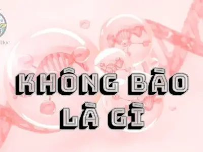 Không bào là gì? Đặc điểm, cấu trúc và chức năng của không bào