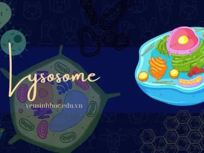 Khám phá chức năng và tầm quan trọng của lizoxom trong tế bào 