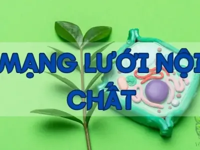 Khám phá về mạng lưới nội chất trong tế bào