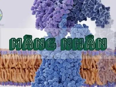 Bí ẩn về cấu trúc và chức năng của màng nhân