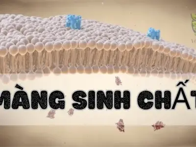 Màng sinh chất là gì? Ứng dụng và lợi ích trong đời sống hiện đại
