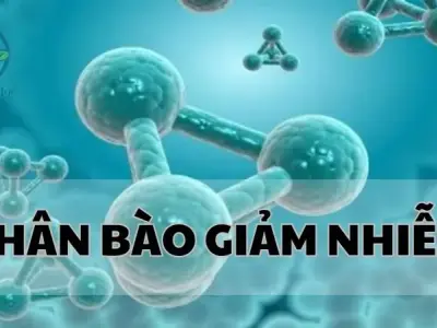 Khám phá bí ẩn phân bào giảm nhiễm - Chìa khóa cho sự đa dạng di truyền