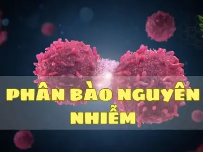 Phân bào nguyên nhiễm - Cơ chế và tầm quan trọng trong sinh học