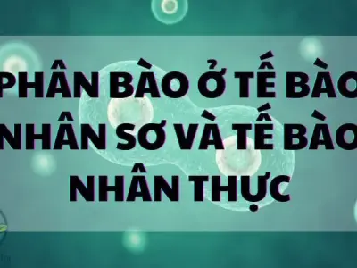 Phân bào ở tế bào nhân sơ và tế bào nhân thực